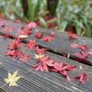 ヒメ日記 2025/11/12 18:17 投稿 はるか 奥様電車