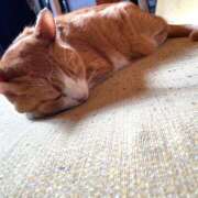 ヒメ日記 2025/11/11 22:09 投稿 ありす ハピネス＆ドリーム 松山道後温泉