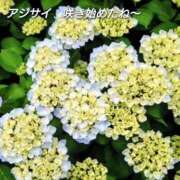 ヒメ日記 2026/05/21 15:53 投稿 まい 熟女の風俗最終章 八王子店