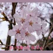 ヒメ日記 2026/03/27 20:55 投稿 まい 熟女の風俗最終章 国分寺店
