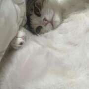 ヒメ日記 2025/11/25 14:50 投稿 あおい ふぞろいの人妻たち