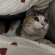 あおい にゃんこ ふぞろいの人妻たち