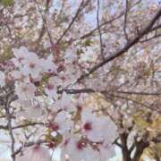 あおい お花見 ふぞろいの人妻たち