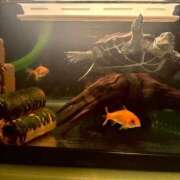 ヒメ日記 2026/01/21 20:36 投稿 らん ぽっちゃり巨乳素人専門店ぷにめろ蒲田店