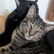 ヒメ日記 2025/11/11 13:35 投稿 よる ぺろぺろベロベロ専科 ぺろんちょ