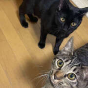 ヒメ日記 2025/11/22 00:55 投稿 よる ぺろぺろベロベロ専科 ぺろんちょ