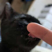 ヒメ日記 2025/12/03 00:15 投稿 よる ぺろぺろベロベロ専科 ぺろんちょ