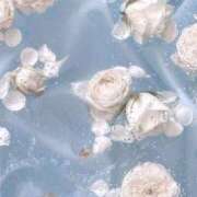 ヒメ日記 2025/11/04 17:57 投稿 ちひろ トリプルA