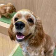 ヒメ日記 2025/11/15 11:39 投稿 みお ぽっちゃり巨乳素人専門店ぷにめろ八王子店