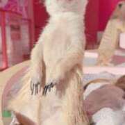 ヒメ日記 2026/01/11 23:01 投稿 のあ ぽっちゃり巨乳素人専門店ぷにめろ八王子店