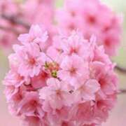 ヒメ日記 2026/03/08 22:30 投稿 のあ ぽっちゃり巨乳素人専門店ぷにめろ八王子店