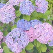 ヒメ日記 2026/06/29 22:28 投稿 のあ ぽっちゃり巨乳素人専門店ぷにめろ八王子店