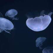 ヒメ日記 2025/11/13 23:41 投稿 みらい ぽっちゃり巨乳素人専門店ぷにめろ八王子店