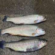 ヒメ日記 2026/02/11 20:13 投稿 みらい ぽっちゃり巨乳素人専門店ぷにめろ八王子店