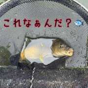 ヒメ日記 2026/10/11 13:10 投稿 みらい ぽっちゃり巨乳素人専門店ぷにめろ八王子店