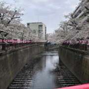 ヒメ日記 2026/04/05 10:18 投稿 ゆず ぽっちゃり巨乳素人専門店ぷにめろ八王子店