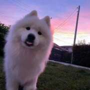 ヒメ日記 2026/04/28 15:23 投稿 ゆず ぽっちゃり巨乳素人専門店ぷにめろ八王子店