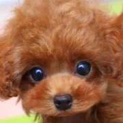 ヒメ日記 2025/11/01 11:06 投稿 こはく ぽっちゃり巨乳素人専門店ぷにめろ八王子店