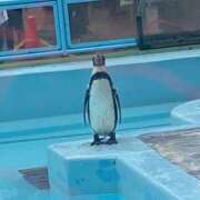 ヒメ日記 2025/11/30 16:14 投稿 まなか ぽっちゃり巨乳素人専門店ぷにめろ八王子店