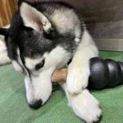 ヒメ日記 2025/11/04 10:01 投稿 ここな ぽっちゃり巨乳素人専門店ぷにめろ八王子店