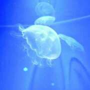 ヒメ日記 2025/12/20 06:44 投稿 ここな ぽっちゃり巨乳素人専門店ぷにめろ八王子店