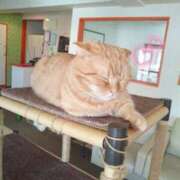 ヒメ日記 2025/12/20 09:15 投稿 ここな ぽっちゃり巨乳素人専門店ぷにめろ八王子店