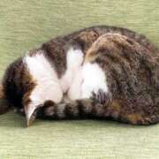 ヒメ日記 2026/02/03 17:31 投稿 ここな ぽっちゃり巨乳素人専門店ぷにめろ八王子店