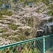 ヒメ日記 2026/03/30 06:18 投稿 ゆみ ぽっちゃり巨乳素人専門店ぷにめろ八王子店