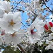 ヒメ日記 2026/03/30 09:12 投稿 みらん　圧倒的に輝く超逸材美女 ROYAL FACE