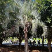 ヒメ日記 2026/04/03 14:41 投稿 こゆき　煌びやかな愛嬌抜群美女 ROYAL FACE