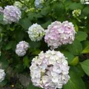ヒメ日記 2026/06/06 14:42 投稿 こゆき　煌びやかな愛嬌抜群美女 ROYAL FACE