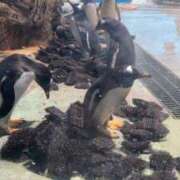 ヒメ日記 2026/04/09 20:52 投稿 える　心奪われる上品な美女 ROYAL FACE