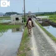 ヒメ日記 2025/12/08 07:32 投稿 ティナ　語り継がれる彼女の魅力 ROYAL FACE