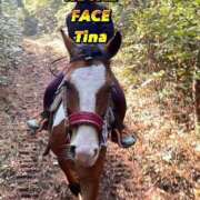 ヒメ日記 2026/03/31 07:32 投稿 ティナ　語り継がれる彼女の魅力 ROYAL FACE