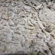 ヒメ日記 2026/01/19 20:37 投稿 まどか　驚愕のハイスペック美女 ROYAL FACE