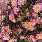 ゆあん もっともっとお兄さんの事教えてね♡ プレイボーイ(八王子)