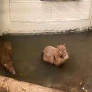 ヒメ日記 2026/01/27 16:45 投稿 うめこ 西東京市小平ちゃんこ