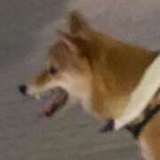 ヒメ日記 2026/04/17 14:47 投稿 うめこ 西東京市小平ちゃんこ