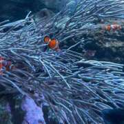 ヒメ日記 2026/03/24 23:25 投稿 ゆこ ぽっちゃり巨乳素人専門店ぷにめろ渋谷店