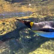 ヒメ日記 2026/03/25 12:35 投稿 ゆこ ぽっちゃり巨乳素人専門店ぷにめろ渋谷店