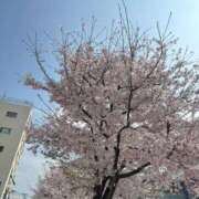 ヒメ日記 2026/03/30 20:25 投稿 ゆこ ぽっちゃり巨乳素人専門店ぷにめろ渋谷店