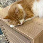 ヒメ日記 2026/03/16 12:35 投稿 れいか ぽっちゃり巨乳素人専門店ぷにめろ渋谷店