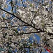 ヒメ日記 2026/04/03 11:55 投稿 れいか ぽっちゃり巨乳素人専門店ぷにめろ渋谷店