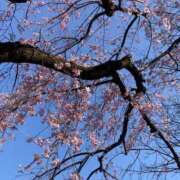 ヒメ日記 2026/04/02 20:30 投稿 りの 天使のゆびさき 船橋店(カサブランカグループ)