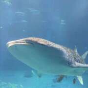 ヒメ日記 2026/03/12 09:27 投稿 まな Lesson.1 札幌校