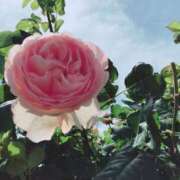 ヒメ日記 2025/12/04 09:32 投稿 なのか ぽっちゃり巨乳素人専門店ぷにめろ池袋店