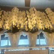 ヒメ日記 2025/11/29 10:08 投稿 米倉みすず ウルトラロイヤル