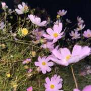 るい 散歩中に・・・ しろうとCollection