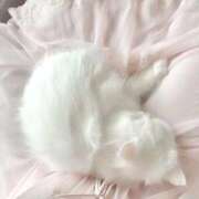 ヒメ日記 2025/11/15 02:14 投稿 季帆【キホ】 ピンクコレクション大阪