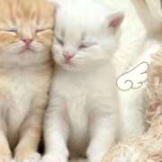 季帆【キホ】 0:30のお兄さん😚💕 ピンクコレクション大阪